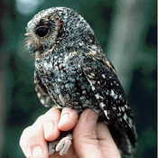 Flammulated Owl